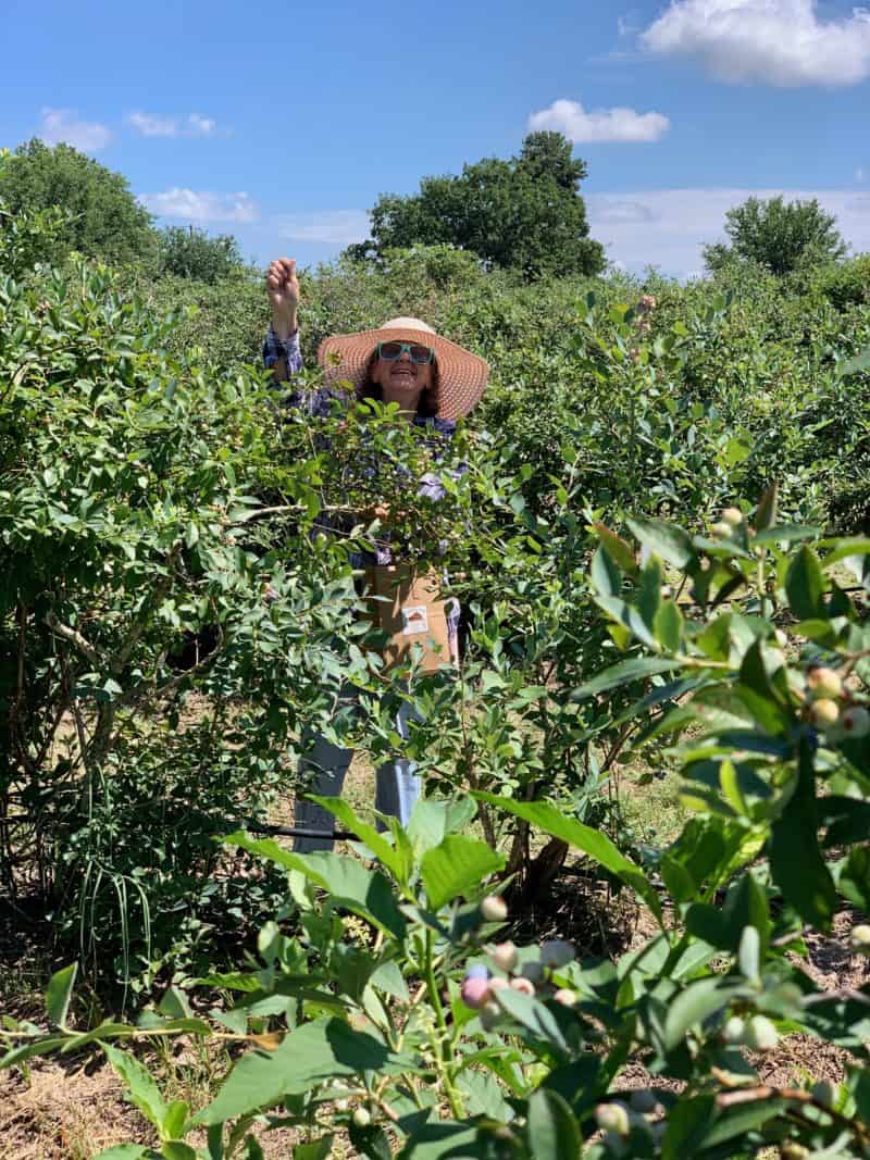 Blueberry Picking Places in Abilene Texas