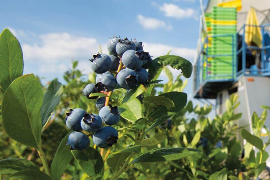 Blueberry Picking Places in Albany Georgia