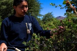 Blueberry Picking Places in Albuquerque New Mexico