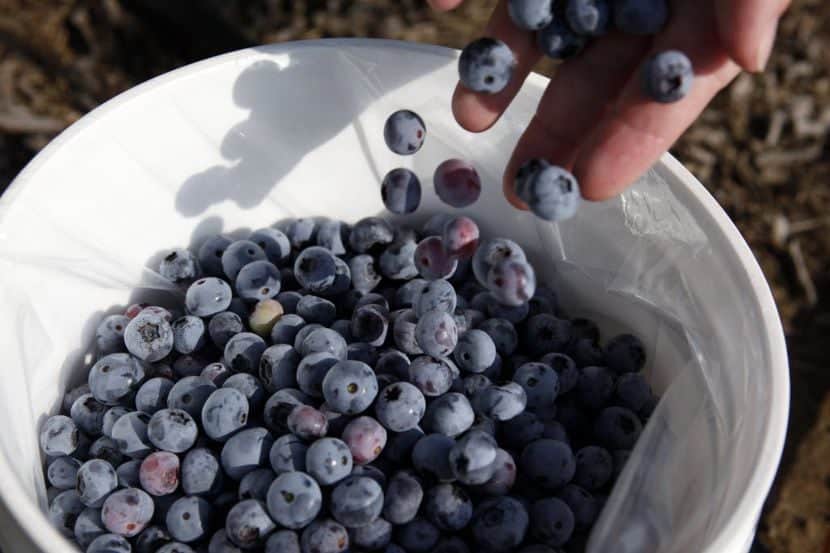 Blueberry Picking Places in Allen Texas