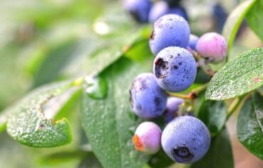 Blueberry Picking Places in Alpharetta Georgia