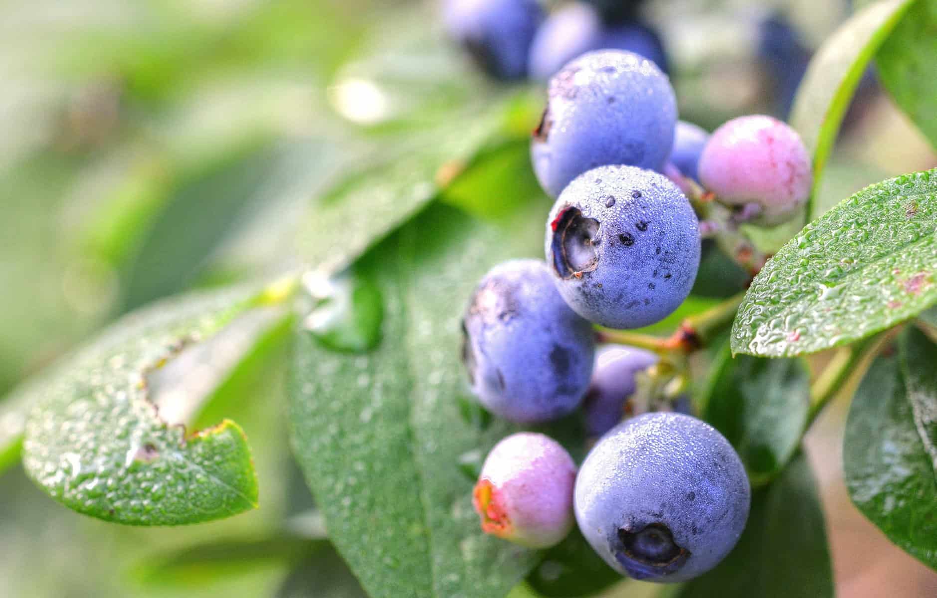 Blueberry Picking Places in Alpharetta Georgia