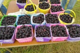 Blueberry Picking Places in Amarillo Texas