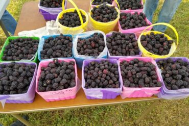 Blueberry Picking Places in Amarillo Texas