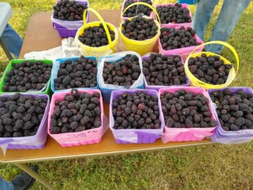 Blueberry Picking Places in Amarillo Texas