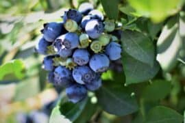 Blueberry Picking Places in Antioch California