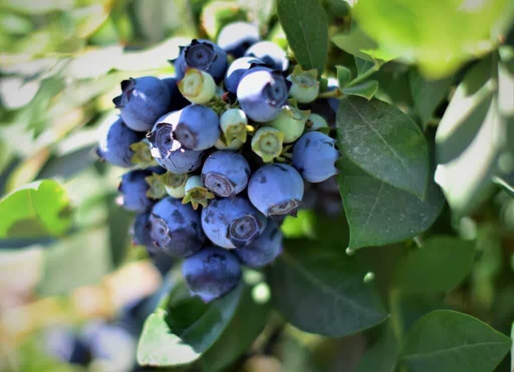 Blueberry Picking Places in Antioch California