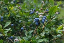 Blueberry Picking Places in Atascocita Texas