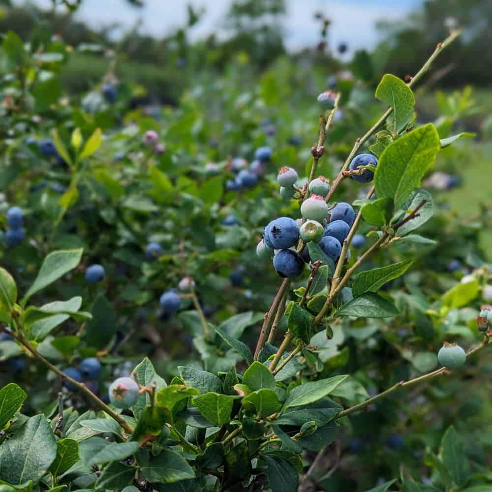 Blueberry Picking Places in Atascocita Texas