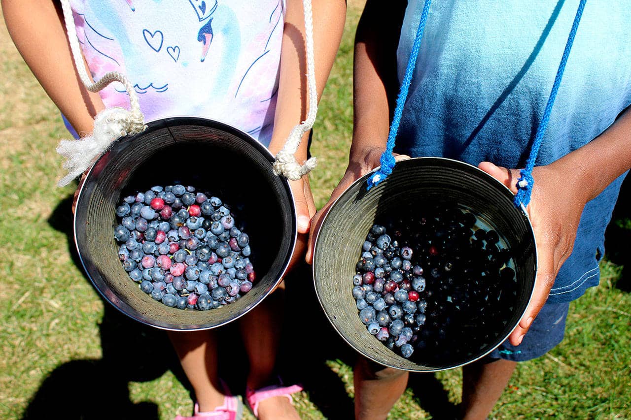 Blueberry Picking Places in Auburn Washington