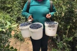 Blueberry Picking Places in Bakersfield California