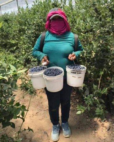 Blueberry Picking Places in Bakersfield California