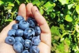 Blueberry Picking Places in Bellevue Washington