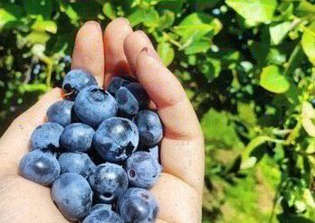 Blueberry Picking Places in Bellevue Washington