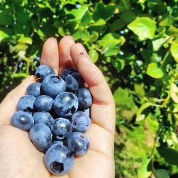 Blueberry Picking Places in Bellevue Washington