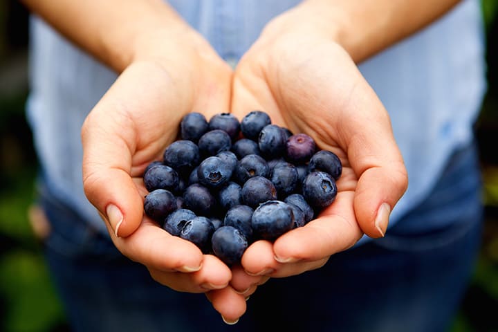 Blueberry Picking Places in Brownsville Texas