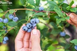 Blueberry Picking Places in Buckeye Arizona