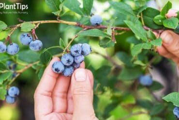 Blueberry Picking Places in Buckeye Arizona