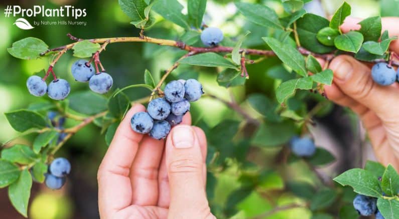 Blueberry Picking Places in Buckeye Arizona