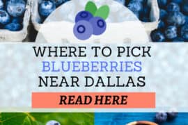 Blueberry Picking Places in Carrollton Texas