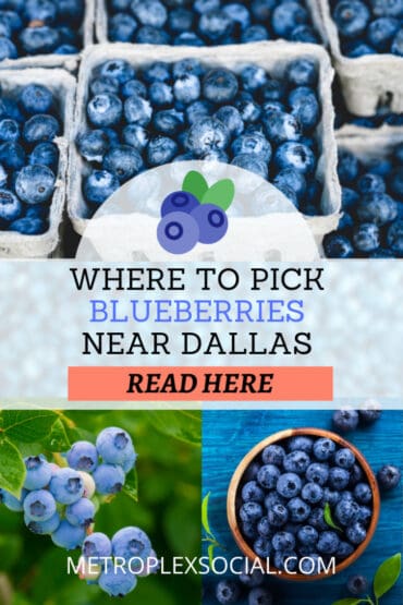 Blueberry Picking Places in Carrollton Texas