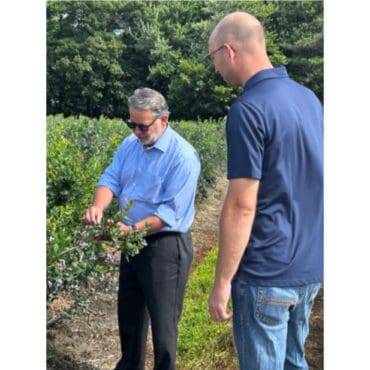 Blueberry Picking Places in Central and Western Hong Kong Island