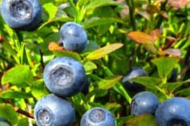 Blueberry Picking Places in Chandler Arizona