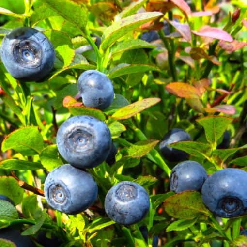 Blueberry Picking Places in Chandler Arizona