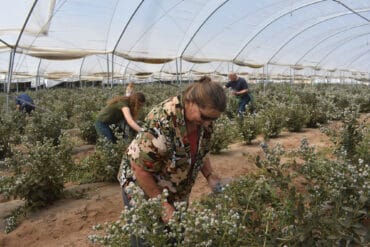 Blueberry Picking Places in Chino California