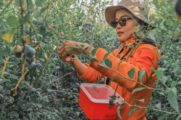 Blueberry Picking Places in Clementi