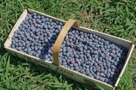 Blueberry Picking Places in Compton California