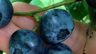 Blueberry Picking Places in Concord California