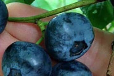 Blueberry Picking Places in Concord California