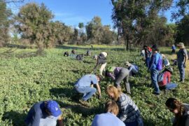 Blueberry Picking Places in East Los Angeles California