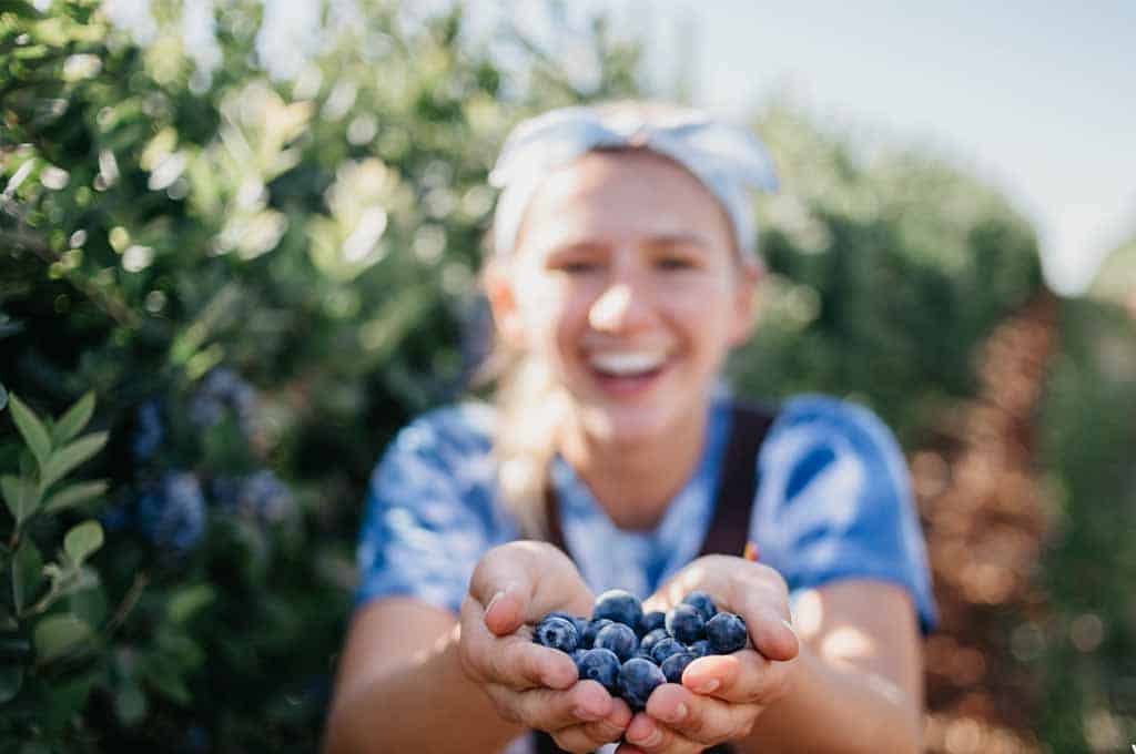 Blueberry Picking Places in Edinburg Texas