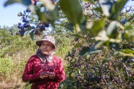 Blueberry Picking Places in El Monte California