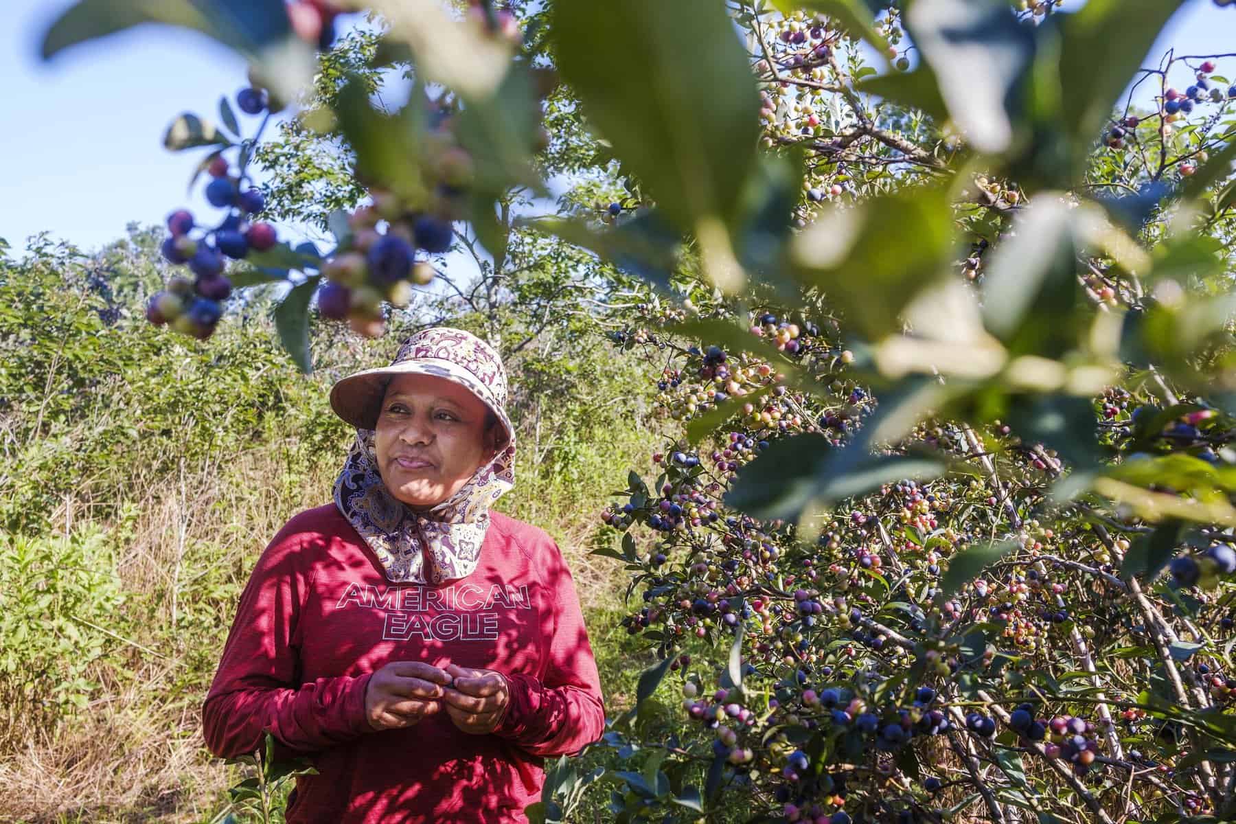 Blueberry Picking Places in El Monte California