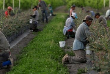 Blueberry Picking Places in El Paso Texas