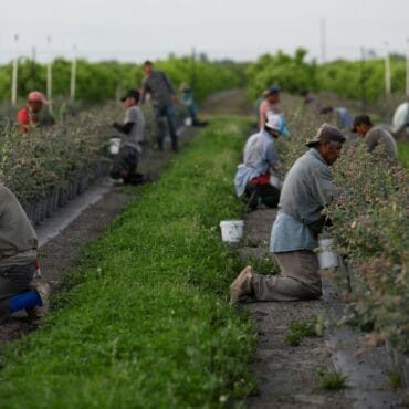 Blueberry Picking Places in El Paso Texas