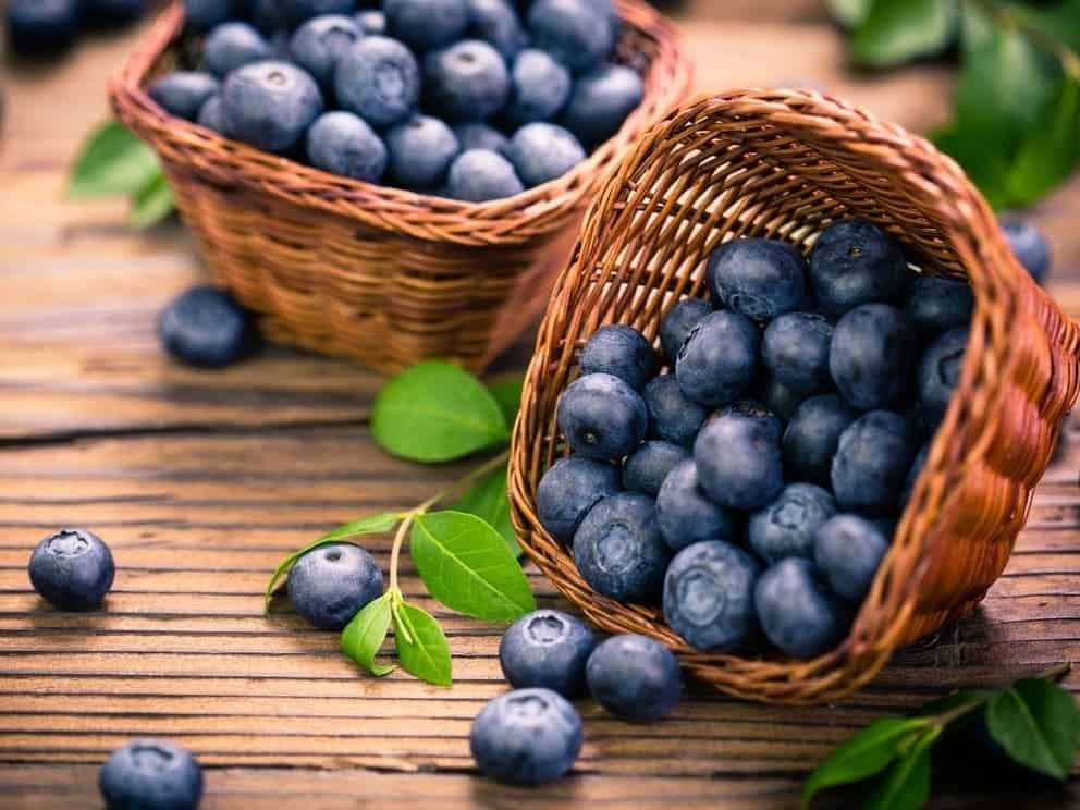 Blueberry Picking Places in Escondido California