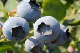 Blueberry Picking Places in Everett Washington