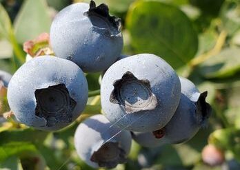 Blueberry Picking Places in Everett Washington