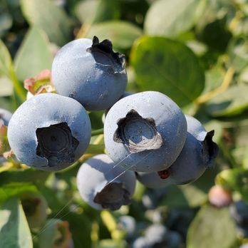 Blueberry Picking Places in Everett Washington