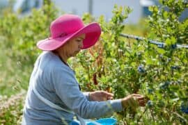 Blueberry Picking Places in Federal Way Washington