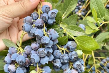 Blueberry Picking Places in Fremont California