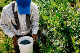 Blueberry Picking Places in Fresno California