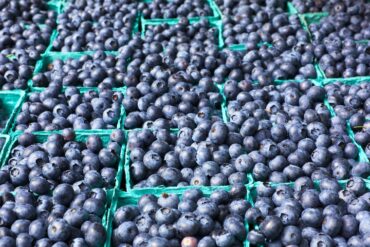 Blueberry Picking Places in Fullerton California