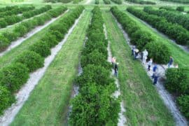 Blueberry Picking Places in Garden Grove California