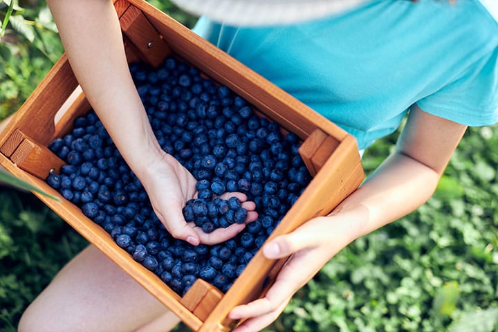 Blueberry Picking Places in Garland Texas