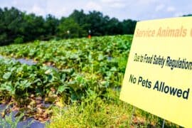 Blueberry Picking Places in Gilbert Town Arizona